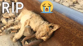 Save Environment; cat burial in the grave because her carcass was polluting the surrounding