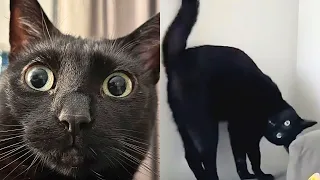 Black Cat Is Obsessed With Scaring Mom 😂