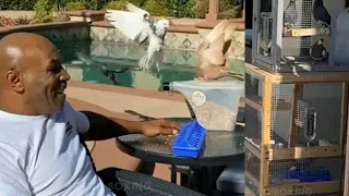 Mike Tyson shows off his Pigeons, says its the Calm before the storm