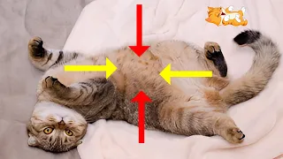 The Shocking Truth Behind Why Your Cat Rolls Over When Seeing You! 🐾