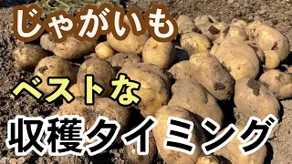 【じゃがいも】早く収穫しすぎてもったいない、遅すぎても腐ってしまう　1番収穫タイミングとは