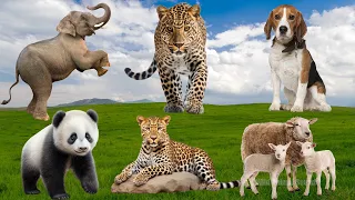 Cute Animal Sounds Around Us: Leopard, Elephant, Panda, Dog, Sheep, Cheetah,... | Animal Moments