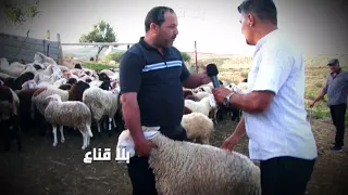 علوش العيد هذا العام..نوعية الأضاحي التي تتراوح أسعارها بين أربعمائة دينار وألف دينار