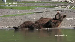 МЕДВЕДЬ И ЛОСОСЬ. Bear and Salmon. Happy Bear.