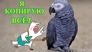 Самый Лучший Говорящий Попугай ЖАКОРОМА КОПИРУЕТ ВСЁ! - 2 сезон,14 серия