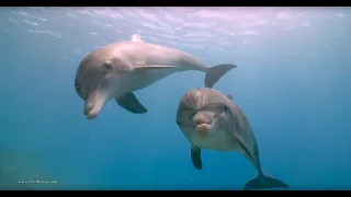 A Meditation for Well-being (with Dolphins)