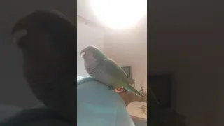 Попугай квакер просит кушать