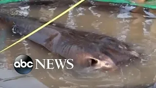 Giant stingray is thought to be world's largest freshwater fish l ABC News