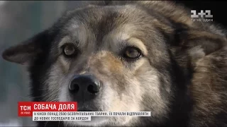 В Україні ухвалили закон про кримінальну відповідальність за жорстоке поводження із тваринами