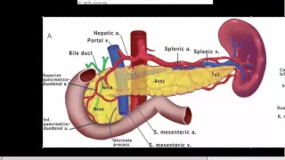 pancreas  1  gross anatomy