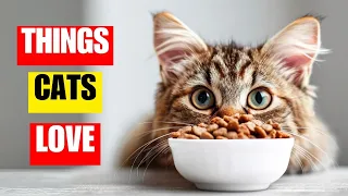 15 things cats love