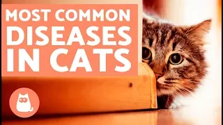 The 10 Most Common Diseases in Cats