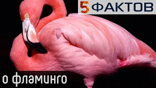 ⭐️ 5 ЯРКИХ фактов о ФЛАМИНГО