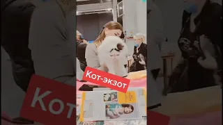 Это кот экзот!