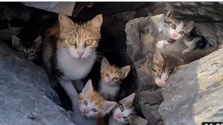 Poor Mother Cat Hiding In The Cliffs To Protect Her Kittens