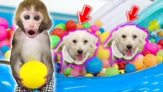 DoDo Baby Monkey Organized a Contest for Its Friends | Who Will Be the Winner | KIKI ANIMAL MONKEY