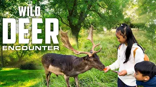 Wild Deer Encounter At Phoenix Park Dublin | Largest City Park In Europe
