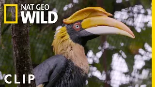 Hornbill Cancer Removal (Clip) | Secrets of the Zoo