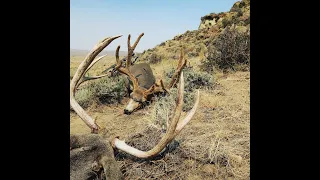 Unbelievable!!! -  WY Mule Deer Double!! September 2020