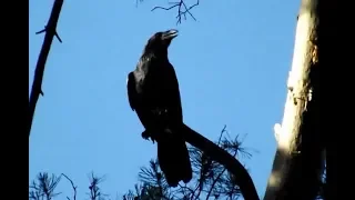 Crow. Reaction to danger. Voice, cry of a raven | natural world
