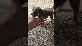 Adopting street dog puppy