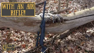 A Limit of Squirrels - WITH AN AIR RIFLE!! | Late Season Squirrel Hunting