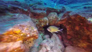 Baby Octopus and Morena's / Diving at Tenerife with "Big Fish" diving center