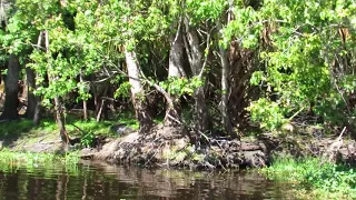 St Johns River boat tour - with Alligator