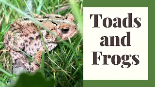 Interview with Daniella of Toads N Frogs: Your Questions Answered