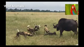 Wild Dogs Take 5 Buffalo Calves in an EPIC Feeding Frenzy wild animals