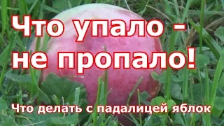 Что делать с падалицей яблок. Использование опавших яблок и утилизация падалицы яблок с пользой