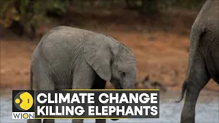 WION Climate Tracker| Kenya: Climate change killing more elephants than poachers