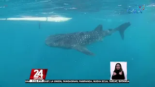 #KuyaKimAnoNa?: Ang whale sharks ay cold-blooded at humihinga sa pamamagitan ng kanilang...| 24 Oras