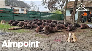 Pogonski Lov na Divlje svinje sa Aimpointom/Wildboar Driven Hunt with Aimpoint | E185