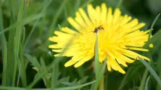 Flowers (Short documentary)