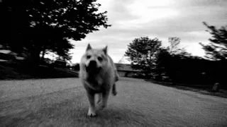 "The Tale of Pupperoo" - An Original Silent Video for "Where Is My Mind?" by the Pixies