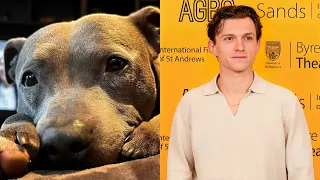 Tom Holland Honors Memory of Late Dog Tessa with Emotional Instagram Post
