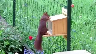 Eichhörnchen öffnet Futterhaus