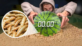 How Quickly The MAGGOTS Eat WATERMELON? YELLOW WORMS VS WATERMELON TIMELAPSE.