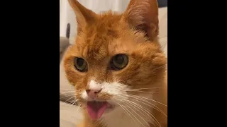 Funny and Cute Cat videos to Cheer Up your Day 2021!😹| International Cat