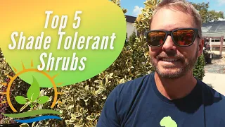 Top 5 | Evergreen Shrubs That Take Shade!