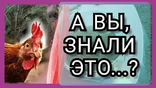 Натуральная Подкормка для Иммунитета и Яйценоскости  Кур Несушек//Витамины для Кур