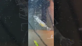 Adding Ghost shrimp in my puffer fish aquarium
