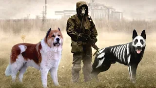 These Are 10 Best Dogs to Survive an Apocalypse