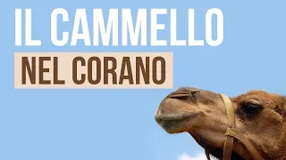 IL CAMMELLO NEL CORANO - La straordinaria creatura di Allah 😍