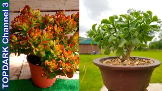 6 Hermosos Tipos de Planta Jade