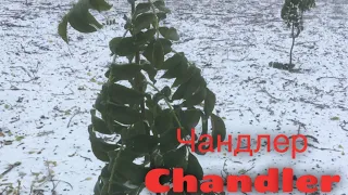Чандлер. Chandler грецкий орех, первый сезон от посадки Украина.