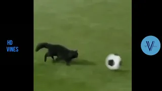 Cat Plays Football And Scores a Goal