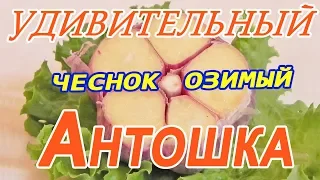 Чеснок озимый  Антошка! Самый удивительный озимый чеснок!