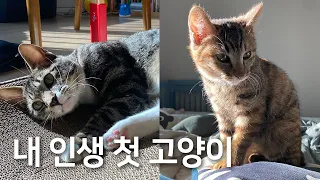 초보 집사인데 아기 고양이 두 마리 동반 임보라구요?